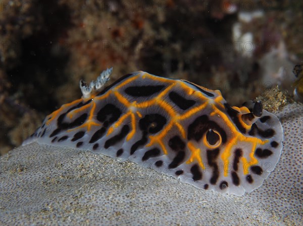 Star snail South African Halgerda