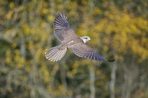 Saker falcon