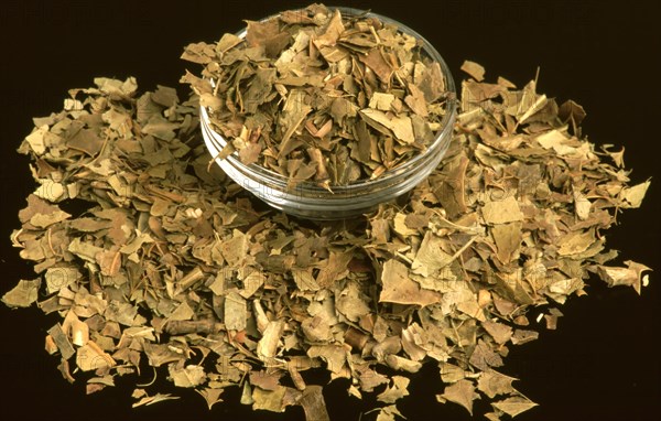 Medicinal herbs dried holly herb