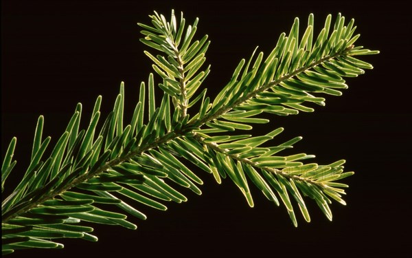 Natural remedy Fresh fir