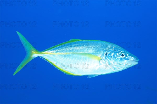 White trevally