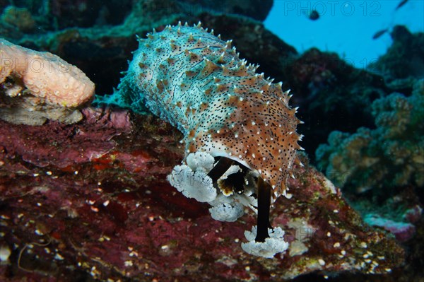 Graeffes sea cucumber