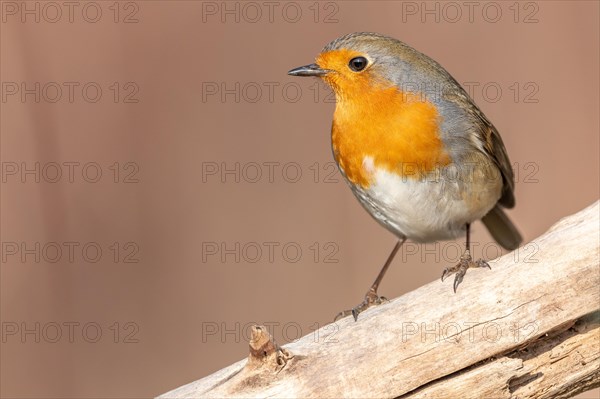 European robin