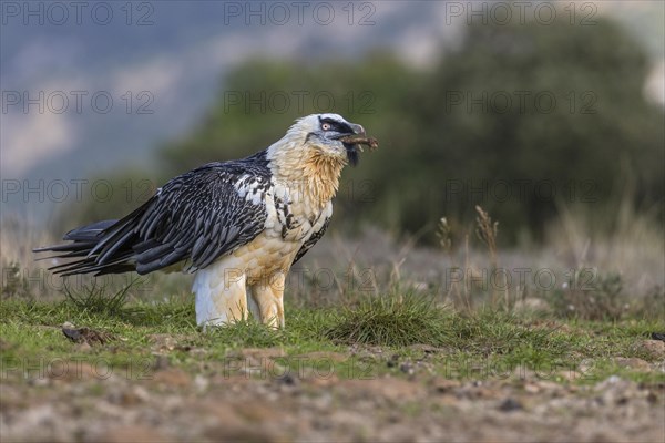 Bearded vulture