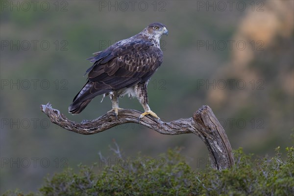 Bonellis eagle