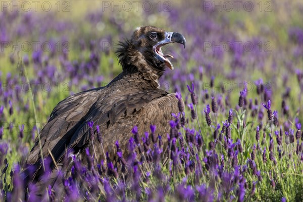 Cinereous vulture