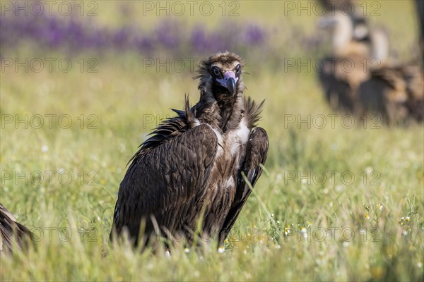 Cinereous vulture