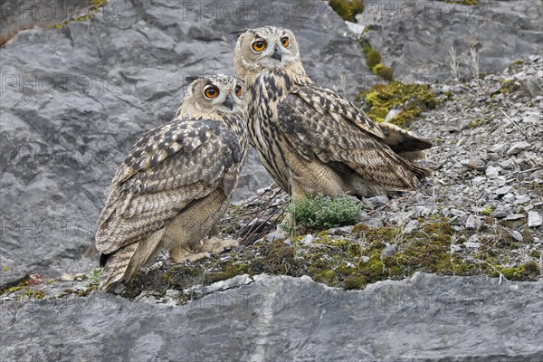 Eurasian eagle-owl