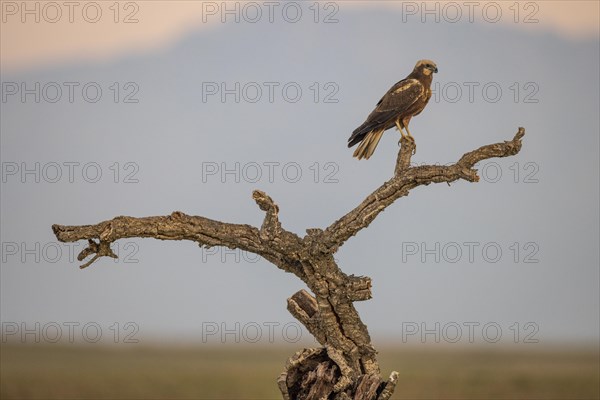 Western marsh-harrier