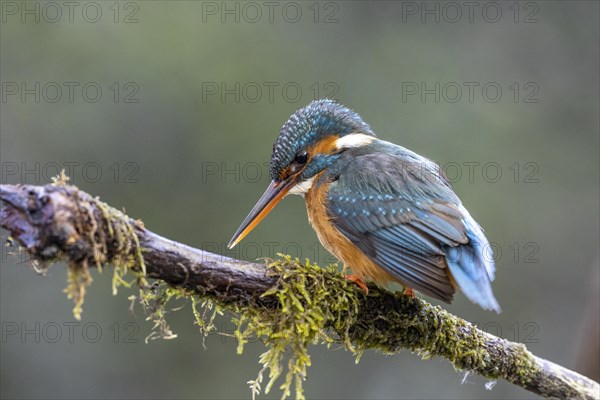 Common kingfisher