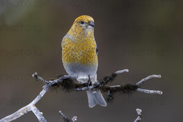 Pine grosbeak