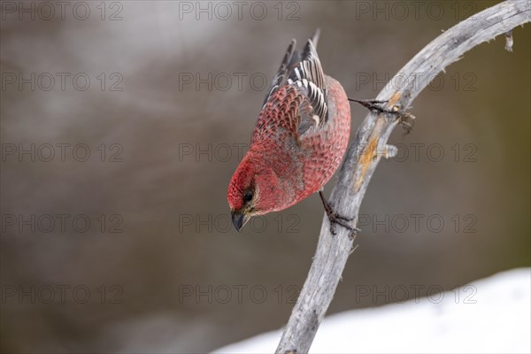 Pine grosbeak