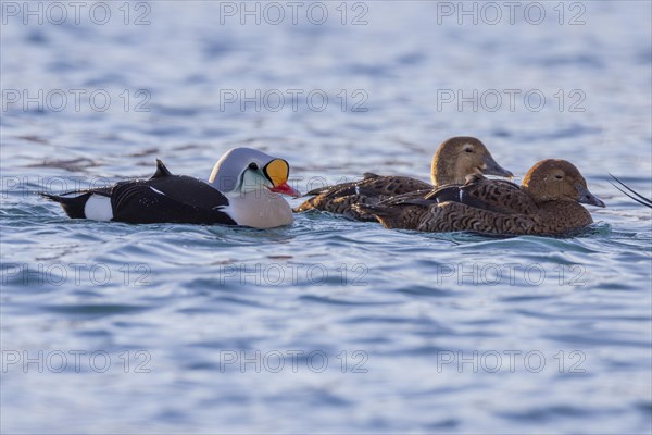 King eiders