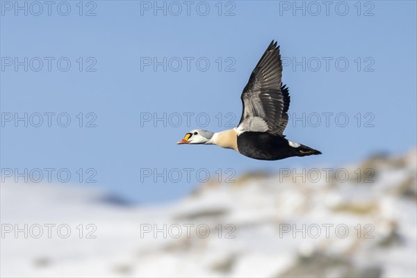 King Eider