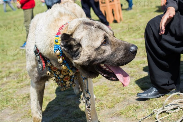 Turkish breed shepherd dog Kangal as livestock guarding dog