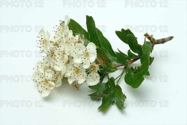 Medicinal plant hawthorn