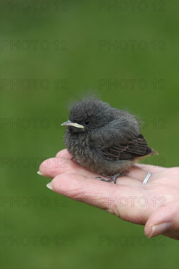 Black Redstart