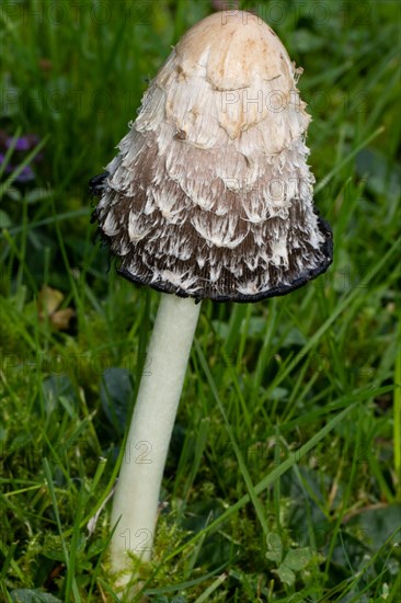 Crested tintling fruiting body whitish stalk and white-blackish scaled cap in green meadow