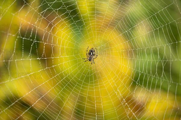 Cross spiders