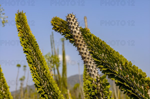 Madagascar spiny forests