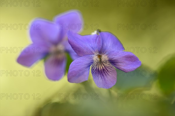 Heath dog-violet