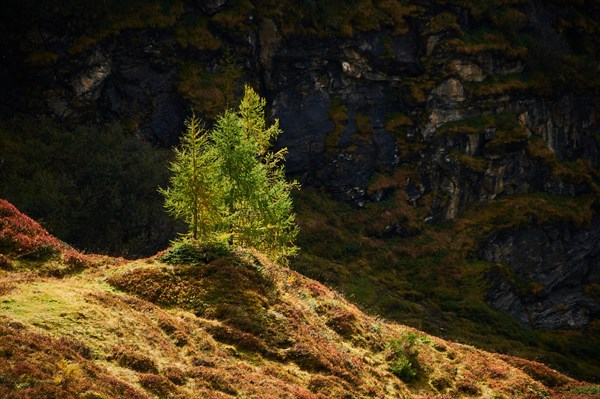 European larch