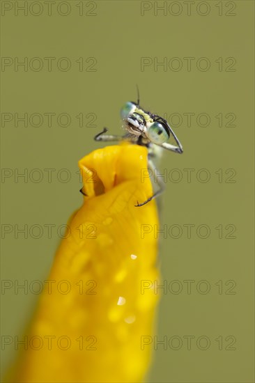 Common blue damselfly