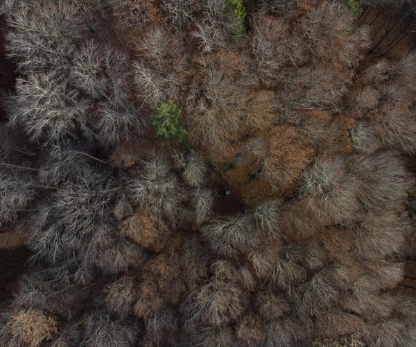 Undecorated mixed beech forest from above