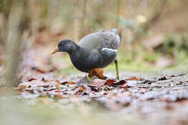 Common moorhen