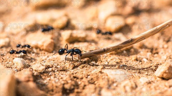 European Harvester Ant