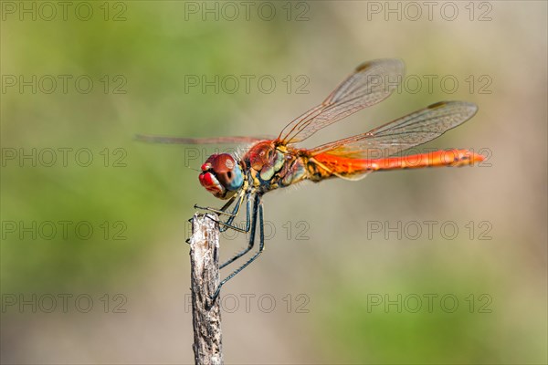 Red Veined Darter