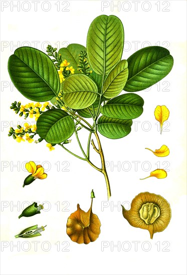 Medicinal plant