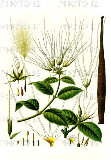 Medicinal plant