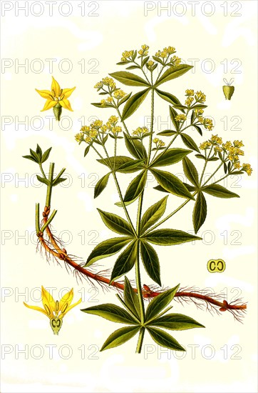 Medicinal plant