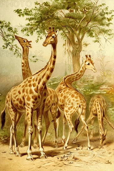 Rothschild's giraffe