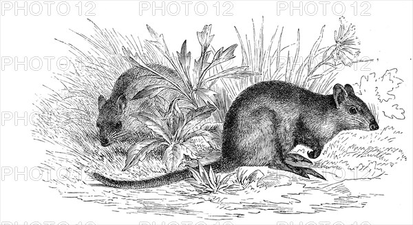 Long-nosed potoroo