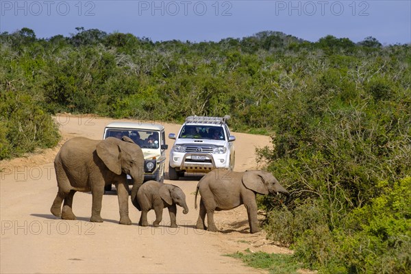 African elephant