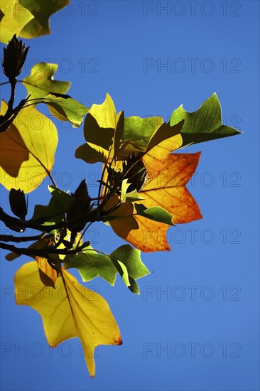 Tulip tree