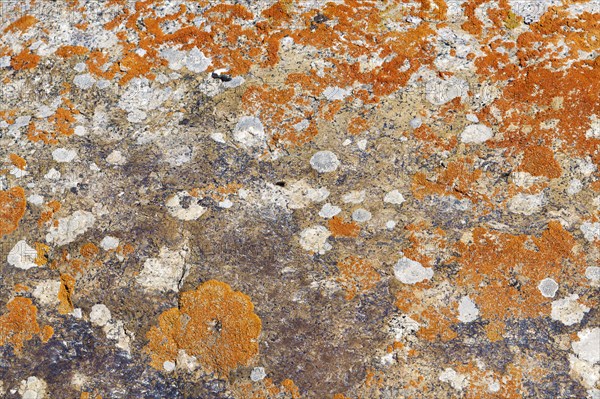 Rocks covered with lichens