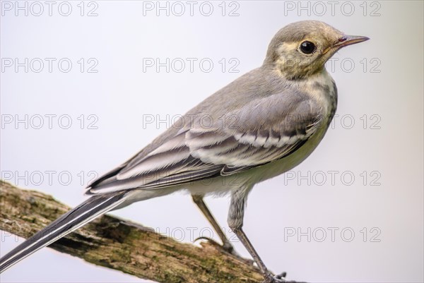 White Wagtail