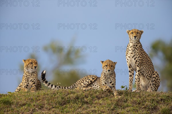 Cheetah