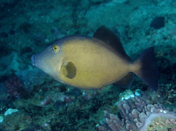 Masked triggerfish