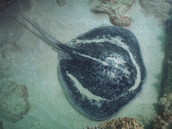 Blackspotted stingray