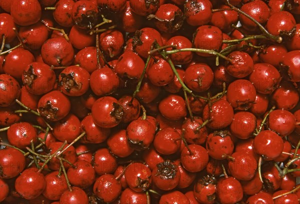 Fruits of the hawthorn