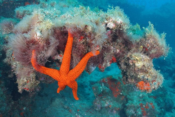 An orange starfish