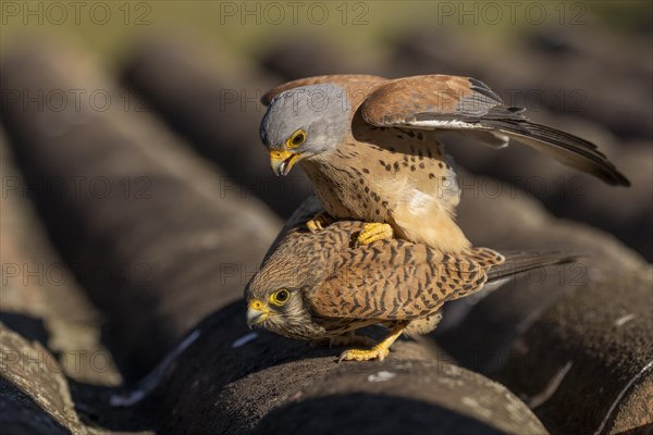 Lesser kestrels