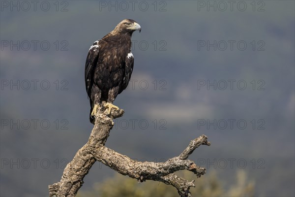 Spanish Imperial Eagle