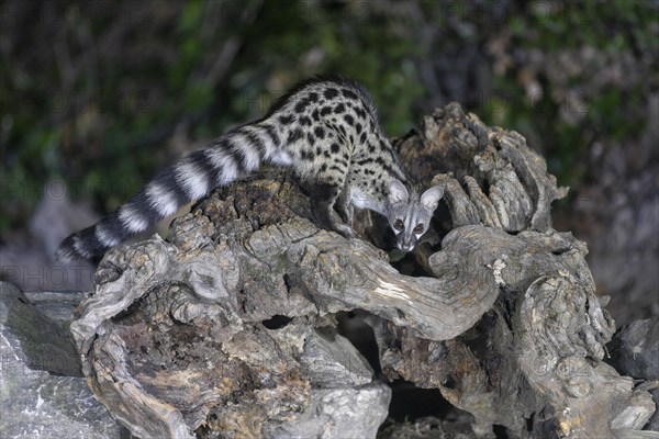 Common genet