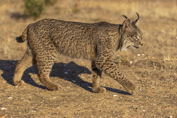 Iberian lynx