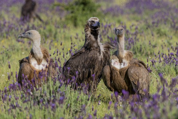 Vultures mixed